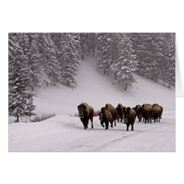 Bison in Winter (Front Horizontal)