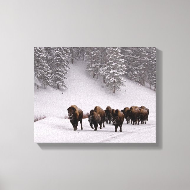 Bison in Winter Canvas Print (Front)