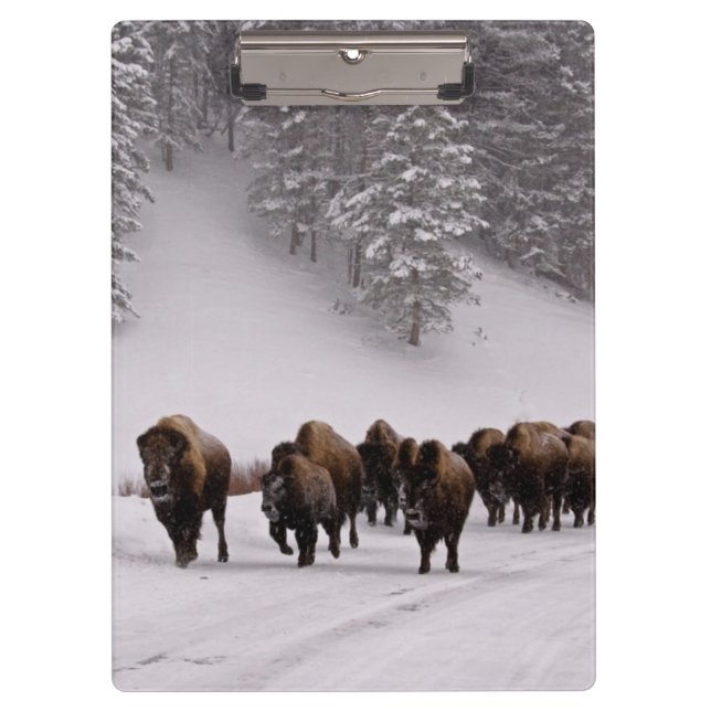 Bison in Winter Clipboard (Front)