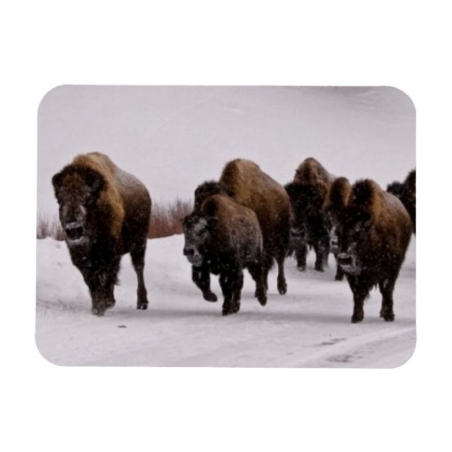 Bison in Winter Magnet (Horizontal)