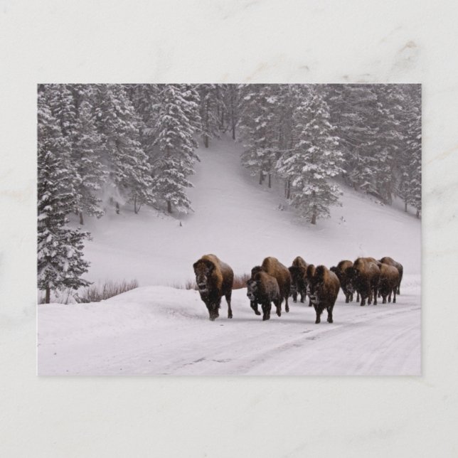 Bison in Winter Postcard (Front)