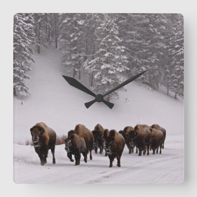 Bison in Winter Square Wall Clock (Front)