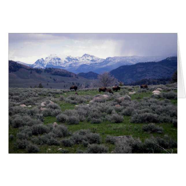 Bison in Yellowstone (Front Horizontal)