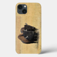 Bison in Yellowstone National Park 