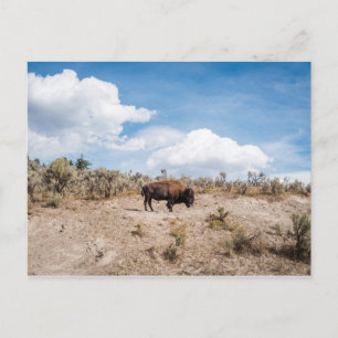Bison in Yellowstone National Park Postcard