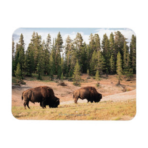 Bison in Yellowstone National Park , Wyoming Magnet