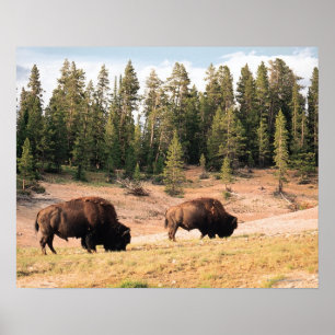 Bison in Yellowstone National Park , Wyoming Poster