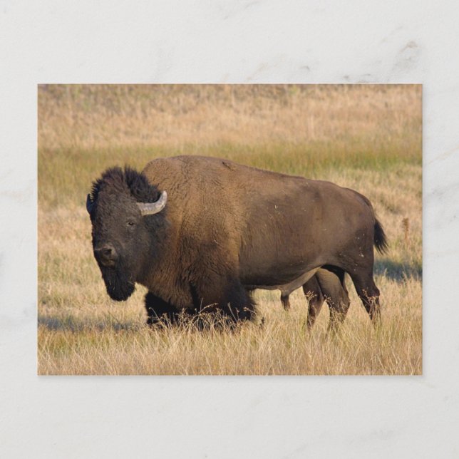 Bison in Yellowstone Postcard (Front)