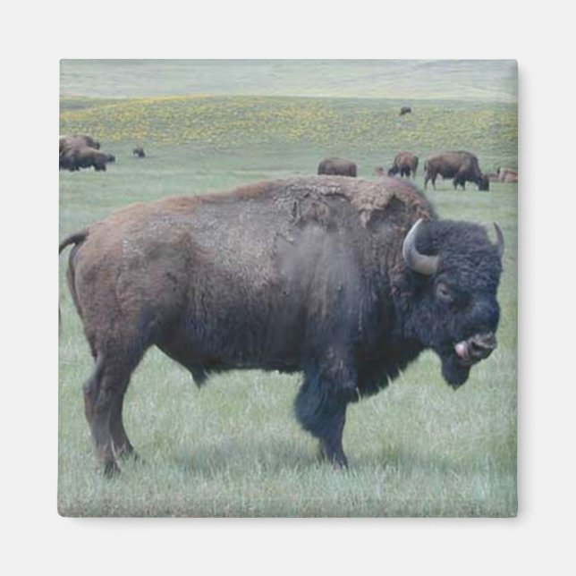 Bison Magnet (Front)