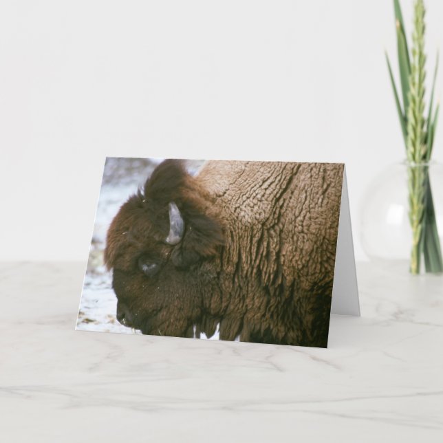bison Merry Christmas card (Front)