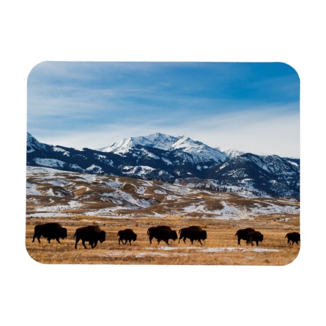Bison Migration Magnet (Horizontal)