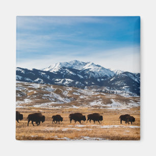 Bison Migration Magnet