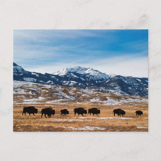 Bison Migration Postcard (Front)