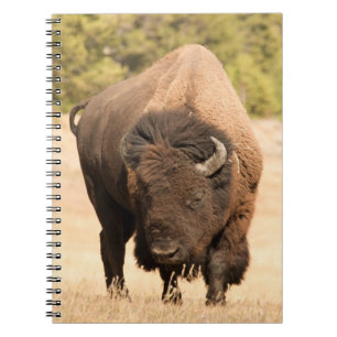 Bison Notebook