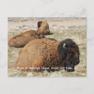 Bison of Antelope Island Postcard