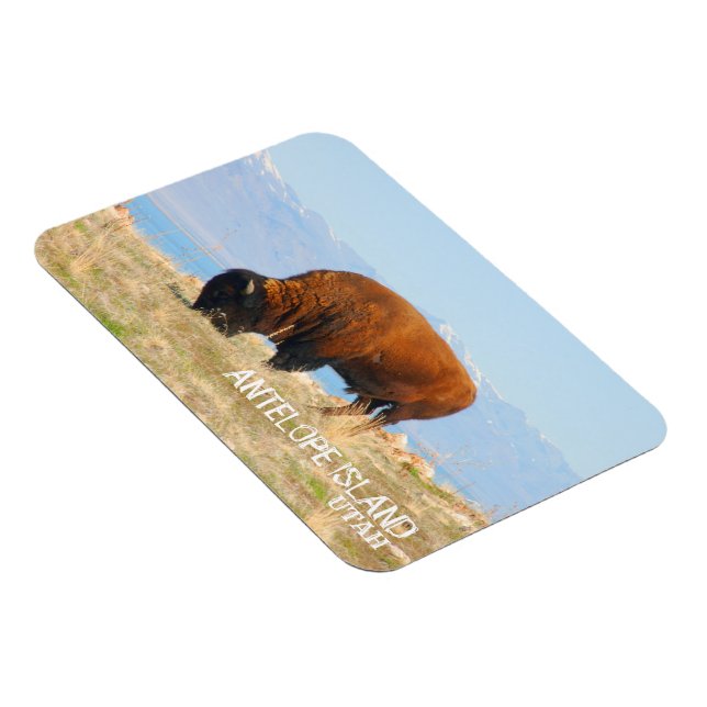 Bison of Antelope Island, Utah Magnet (Right Side)
