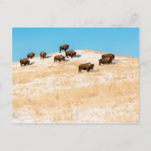 Bison on a hill postcard