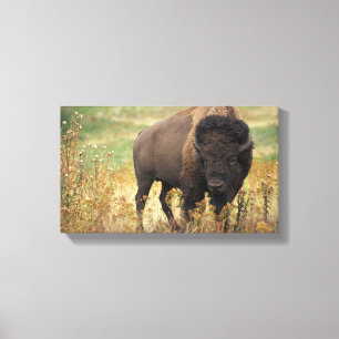 Bison photo canvas print