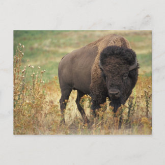 Bison photo postcard