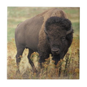 Bison photo tile