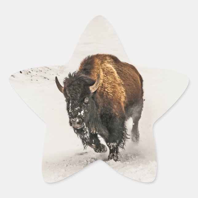 Bison Plodding Through the Snow in Yellowstone Star Sticker (Front)