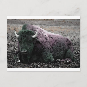 Bison Postcard