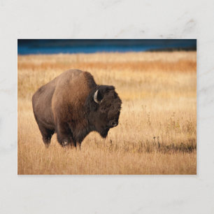 Bison Postcard