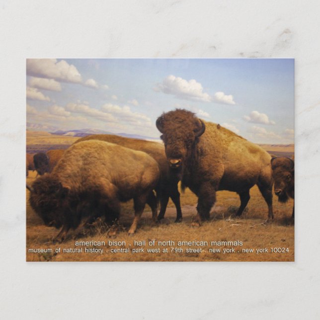 Bison Postcard (Front)