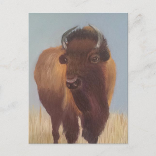 Bison Postcard (Front)