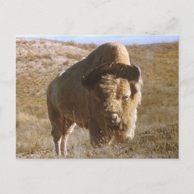 bison Postcard (Front)