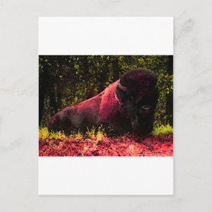 Bison Postcard