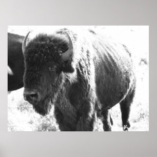Bison Poster