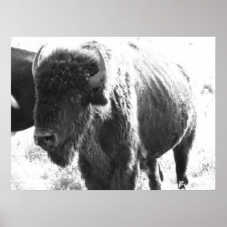 Bison Poster