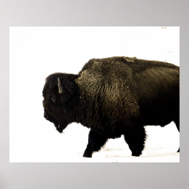 Bison Poster (Front)