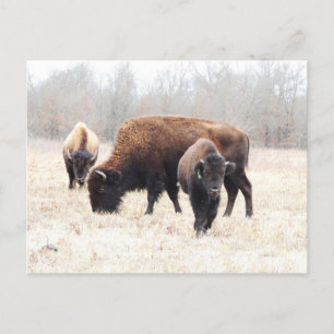 Bison Prairie Postcard