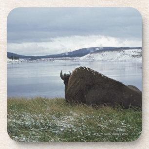 Bison Resting By Yellowstone River With Snow On Coaster