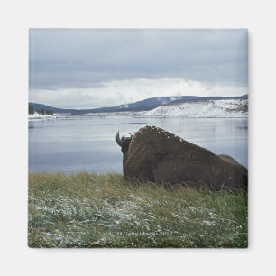 Bison Resting By Yellowstone River With Snow On Magnet