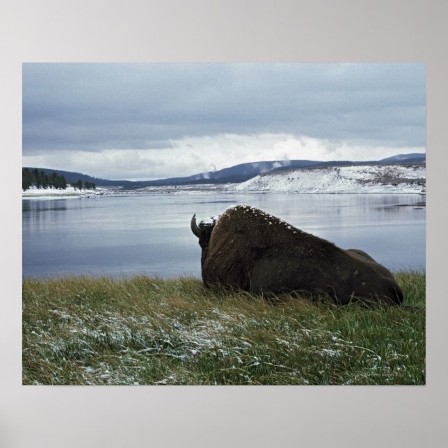 Bison Resting By Yellowstone River With Snow On Poster (Front)