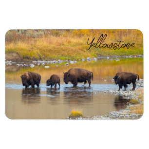 Bison River Crossing Yellowstone National Park Magnet