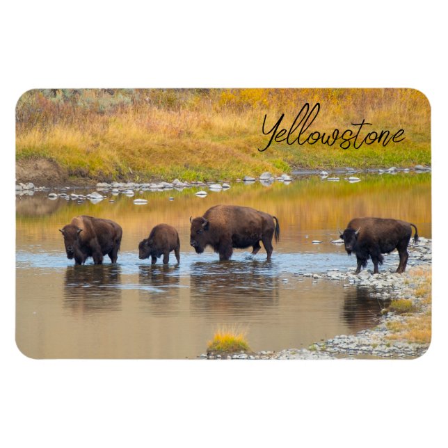 Bison River Crossing Yellowstone National Park Magnet (Horizontal)