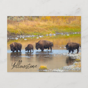 Bison River Crossing Yellowstone National Park Postcard