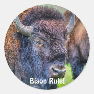 Bison Rule! Buffalo-Lover Art Stickers