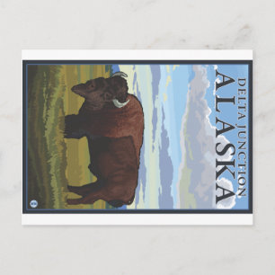 Bison Scene - Delta Junction, Alaska Postcard