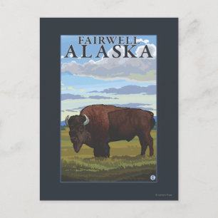 Bison Scene - Fairwell, Alaska Postcard