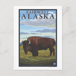 Bison Scene - Fairwell, Alaska Postcard