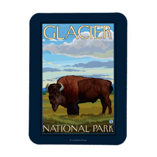 Bison Scene - Glacier National Park, MT Magnet