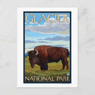 Bison Scene - Glacier National Park, MT Postcard