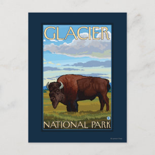 Bison Scene - Glacier National Park, MT Postcard