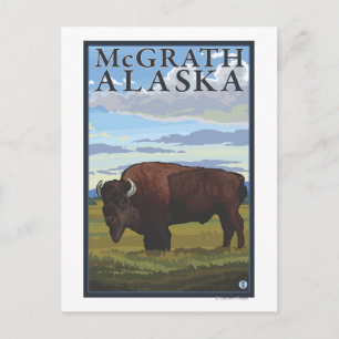 Bison Scene - McGrath, Alaska Postcard