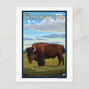 Bison Scene - West Yellowstone, Montana Postcard